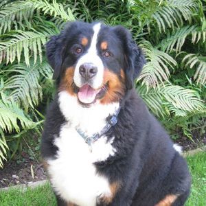 Meet your Posher, Barb